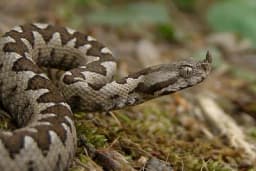 Gasili požar pa naletjeli na poskoka usred februara