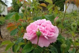 Orezivanje ruža - Evo kako to da uradite!