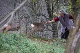 Prnjavorčanka godinama gaji srne: "Staru mogu maziti, ali mlada je lopov"