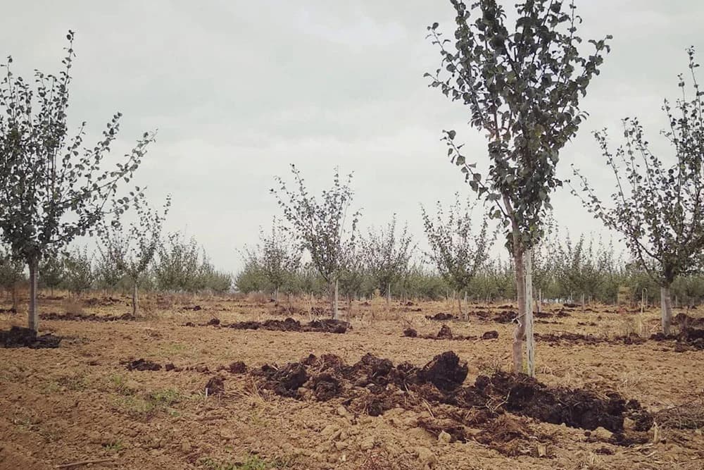 Značaj upotrebe stajnjaka u voćarstvu