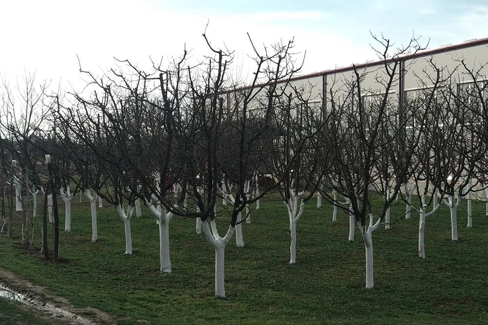 Šta raditi u voćnjaku u ovom periodu?
