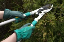 Kako i kada obaviti rezidbu četinara?