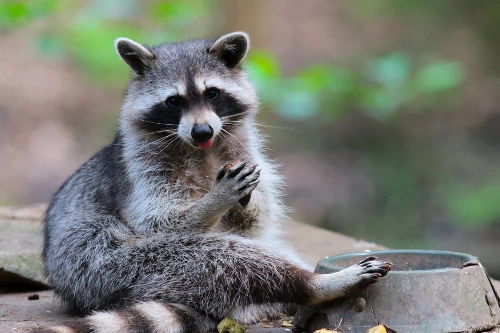 Rakuna ponijela praznična atmosfera: Otkriven kako pijan tumara među kućicama vašara