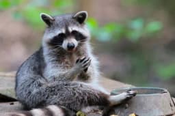 Rakuna ponijela praznična atmosfera: Otkriven kako pijan tumara među kućicama vašara