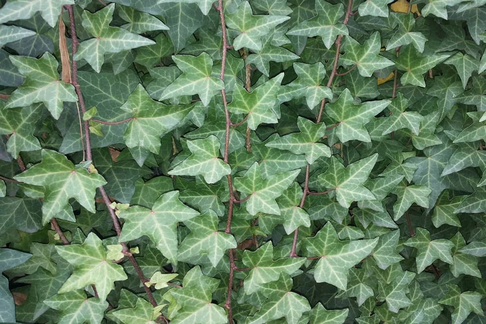 Listovi bršljana kao lijek