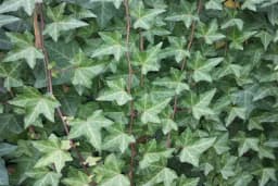 Šta sve čuva bršljan