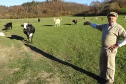 Goveda otporna na bolesti, mlijeko kvalitetnije - Prijeti nestanak autohtonim bušama