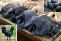 Ova vrsta kokoške ima crne kosti, organe i meso: Evo i zašto