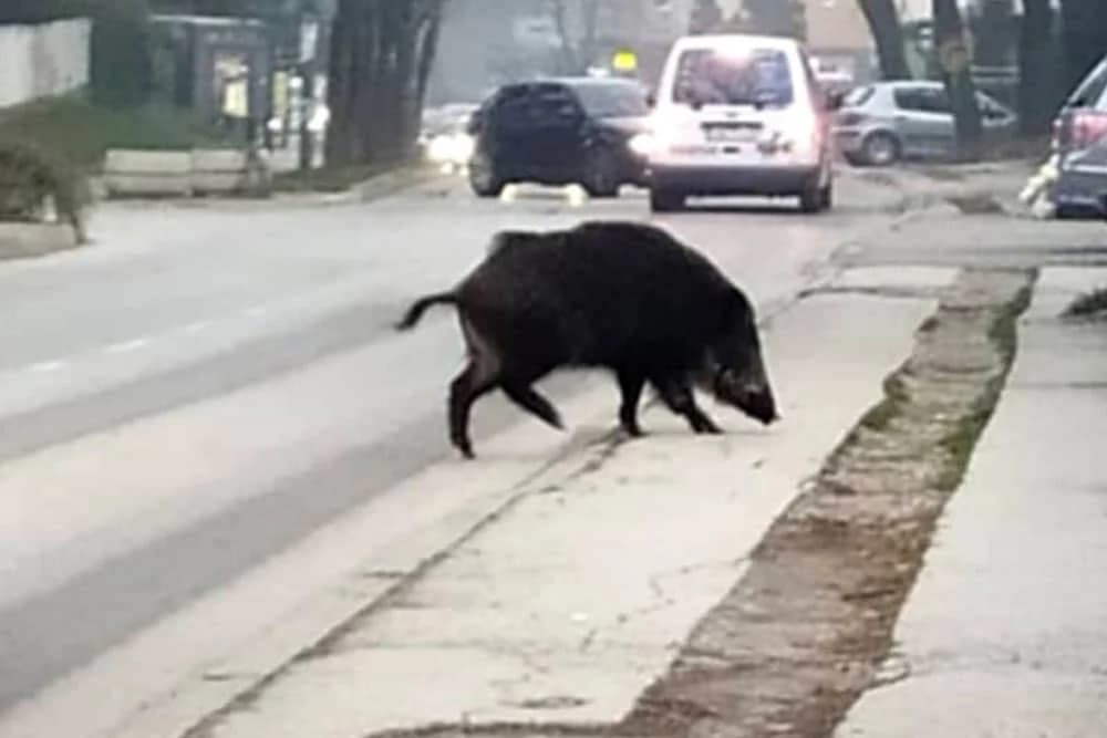 Divlja svinja prošetala centrom Visokog