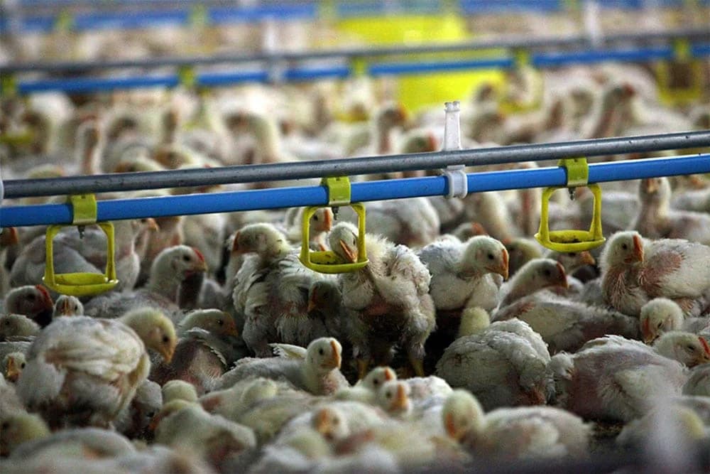 Na tri farme tovne peradi u KS-u salmonelom zaraženo 20.436 pilića