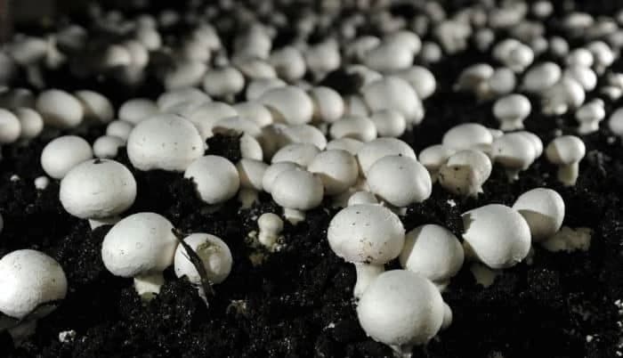 podloga za šampinjone