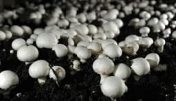 Savjeti za uspješan početak proizvodnje šampinjona