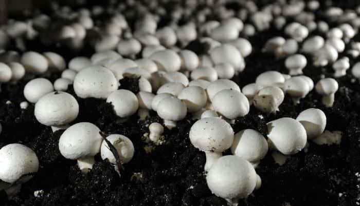 podloga za šampinjone