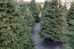 Beč će od božićnih jelki proizvoditi električnu i toplotnu energiju