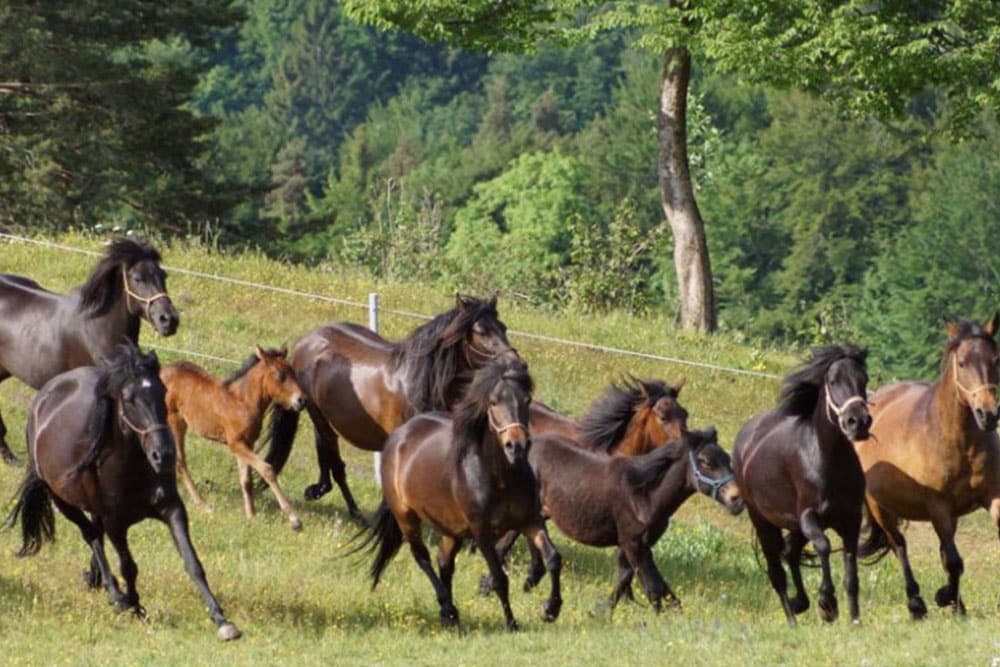Koje životinje najbolje podnose vrućinu, a koje najslabije?