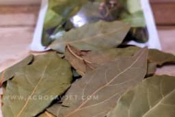 Lovorov list - Ljekovita svojstava ove čudesne biljke