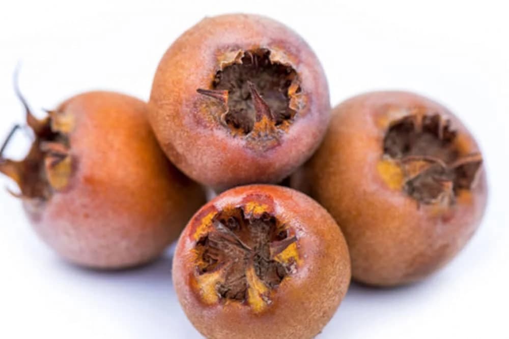 Ljekovita svojstva mušmule