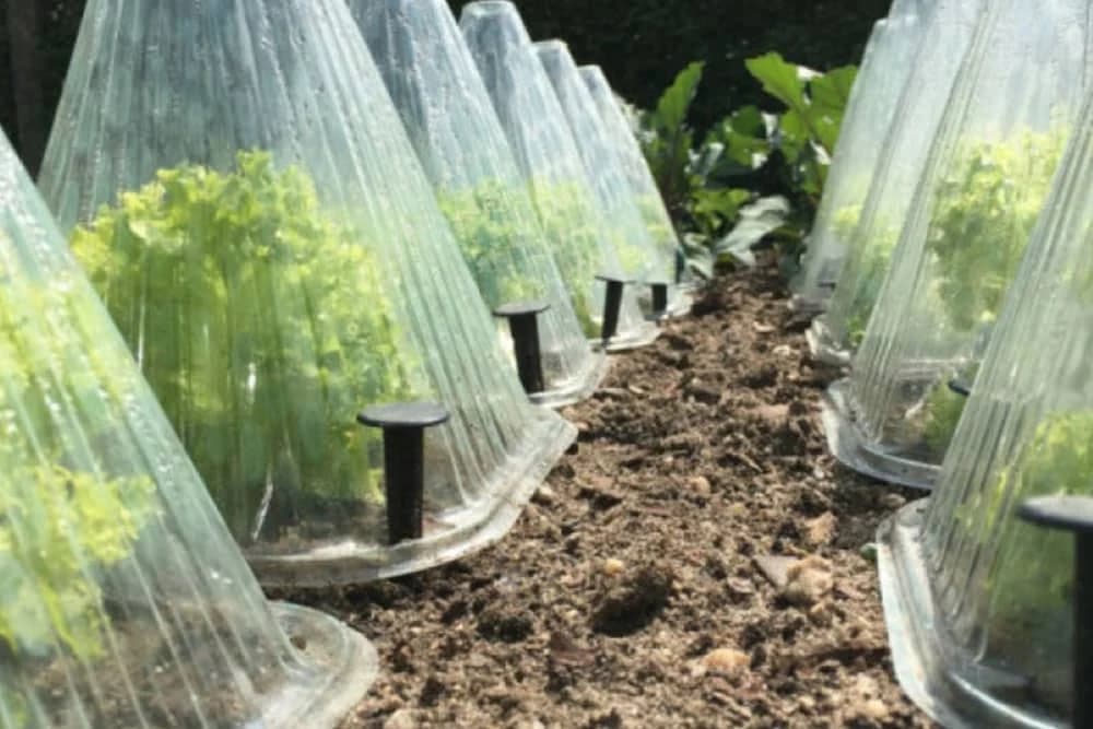 Da li plastika i najloni STVARNO štite biljke od izmrzavanja?