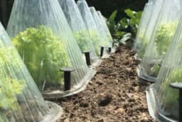 Da li plastika i najloni STVARNO štite biljke od izmrzavanja?