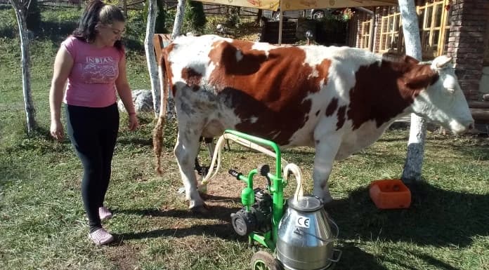 Sedmočlana porodica kod Foče: Od nemaštine do proizvođača mlijeka