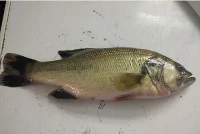 Ovo je najzdravija riba na svijetu: Jedna porcija nedeljno štiti srce, snižava holesterol, popravlja memoriju!