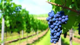 Gdje je najbolje saditi vinovu lozu?