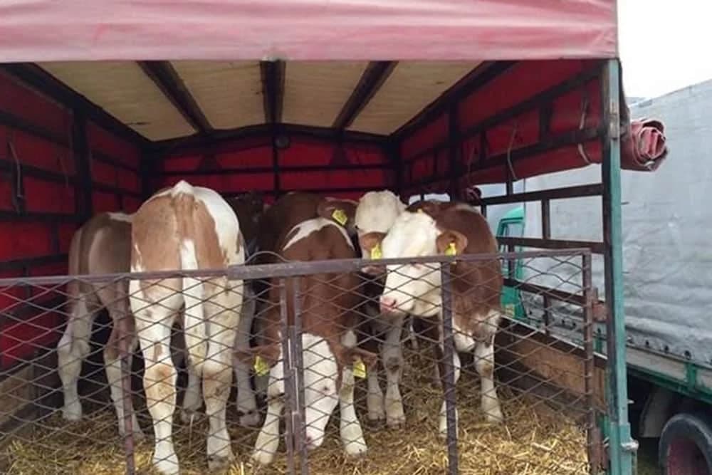 U Bijeljini počele rigorozne kontrole prometa stoke