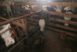 KVALITETOM DO PODSTICAJA Kontrola mlijeka pod nadzorom resornog ministarstva