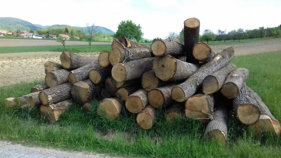 Godišnje se ukrade dva miliona kubika šume