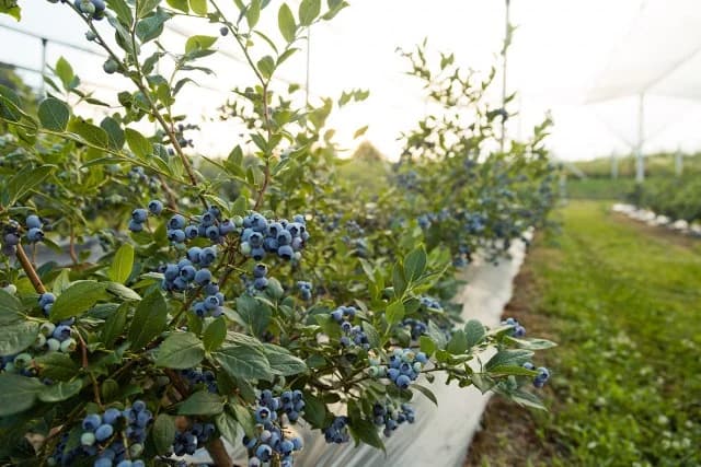 "Biljka budućnosti" dolazi i iz Srbije, a u Evropi je takođe tražena