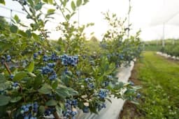 Savjeti za sadnju borovnice