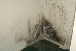 Sa ovim prirodnim sredstvom zaboravite na buđ, zauvijek!