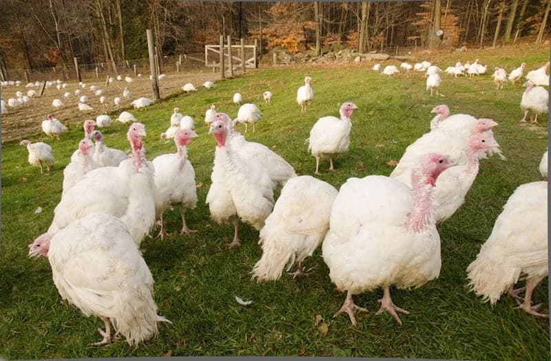 Na farmi ćurki u Mađarskoj otkriven ptičji grip tipa H5N8