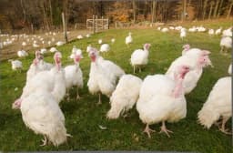 Na farmi ćurki u Mađarskoj otkriven ptičji grip tipa H5N8