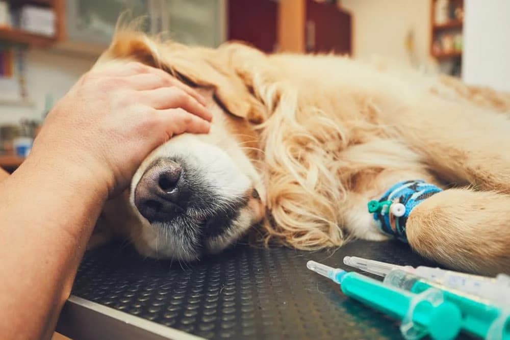 Evo pod kojim uslovima možete izvršiti eutanaziju životinja!