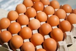 Iz BiH izvezene prve količine konzumnih jaja na tržište Evropske unije