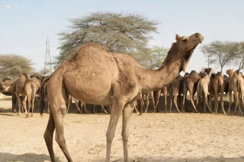 Turska humanitarna organizacija IHH želi otkupiti deve koje Australija planira ubiti