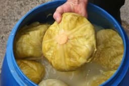 "SVE JE ISTRULILO, GLAVICE SU POCRNILE" Kiseli kupus je ove godine mnogima propao, a evo šta je RAZLOG