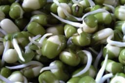 Klice - svježa hrana u zimskim mjesecima