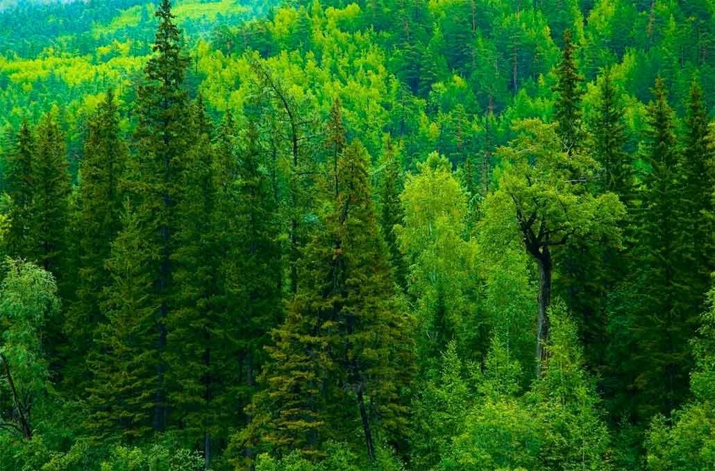 Sibirska jela - Saznajte koje su moći ovog "zelenog doktora"