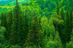 Sibirska jela - Saznajte koje su moći ovog "zelenog doktora"