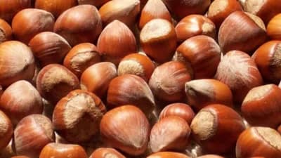 Ovo je sorta lješnika sa stalnim prinosom i visokim kvalitetom ploda!