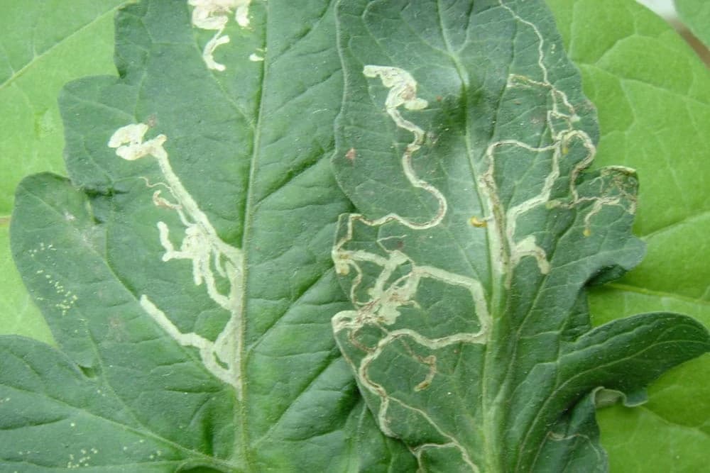 Lisni miner paradajza ugrožava čak 60% svjetske proizvodnje tog povrća