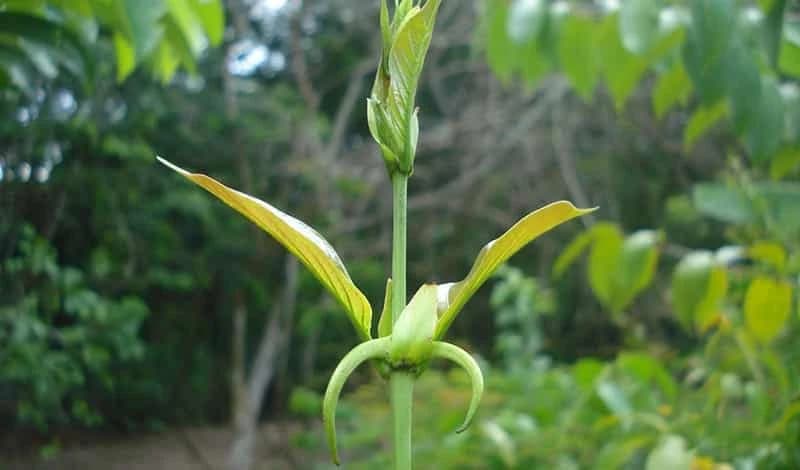 SVEMOĆNA MAČIJA KANDŽA