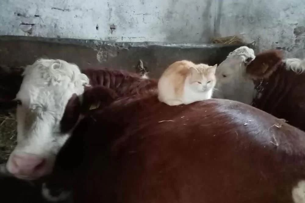 Prijateljstvo nema granica: Mačka Cica se ne odvaja od krave Ruže