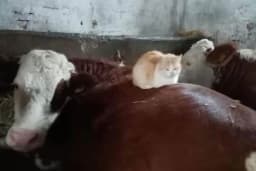 Prijateljstvo nema granica: Mačka Cica se ne odvaja od krave Ruže