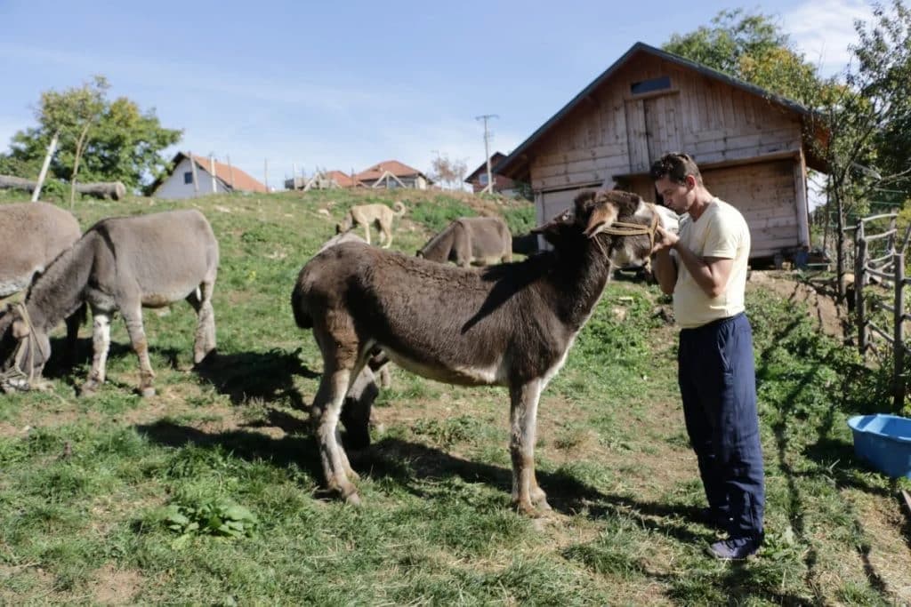 Porodica Džindo: Magarećim mlijekom izliječili sina, pa stvorili uspješan biznis