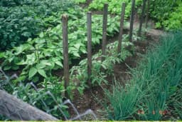 April: Mjesec idealan za sjetvu i sadnju