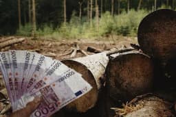 Brčko distrikt: Šumarski inspektor optužen da je uzeo 700 evra mita