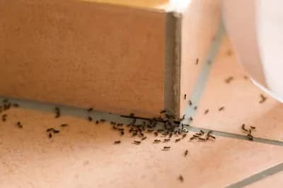 Kako se zauvjek rješiti kućnih mrava?